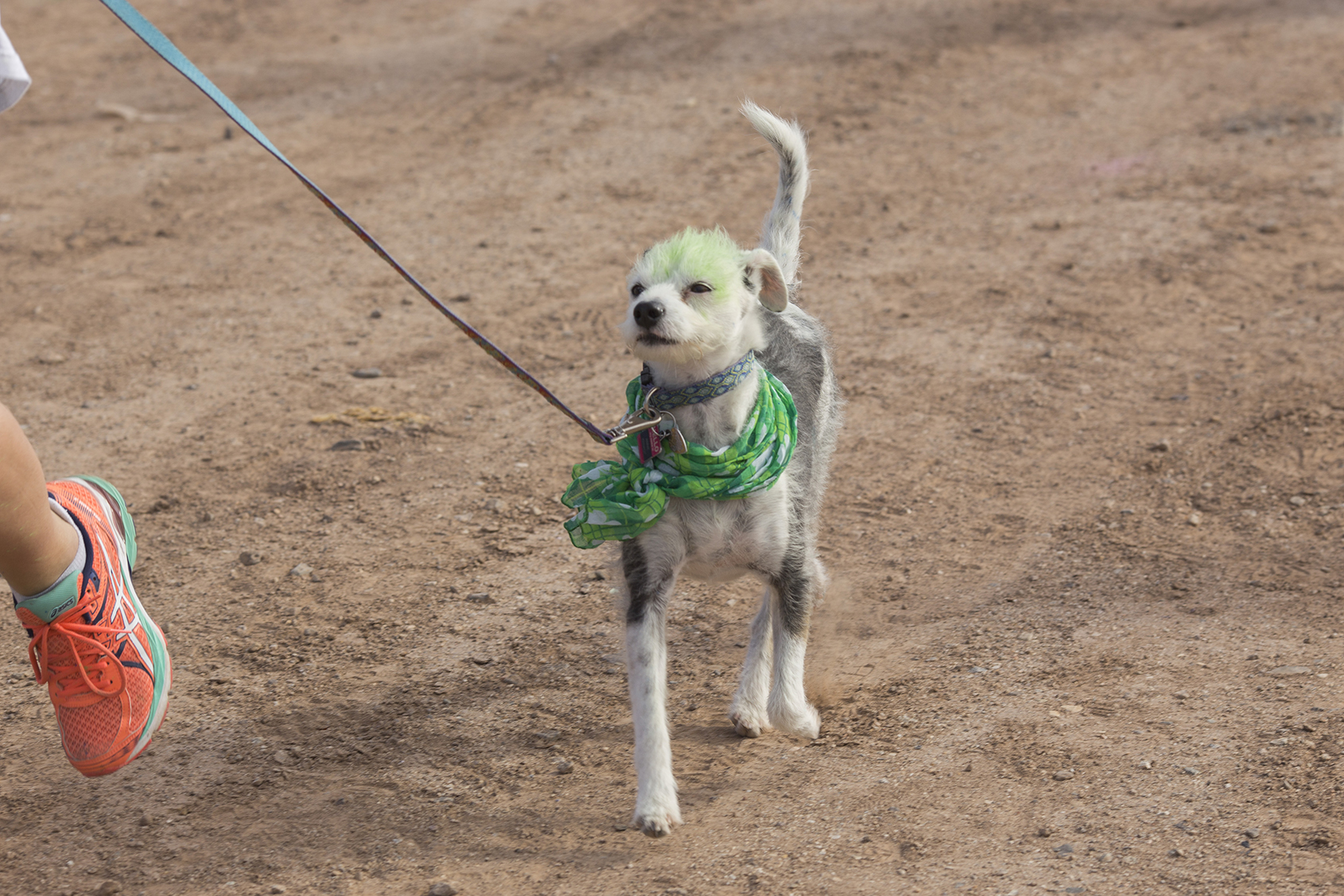 dog with a green bandana around it's neck running on a leash next to owner.